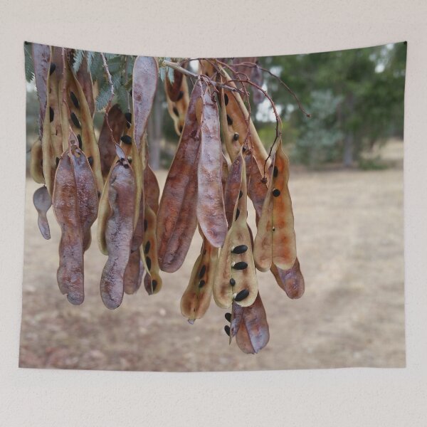 Item preview, Seed pod sunshine wattle designed and sold by Shirlei  Barnes.
