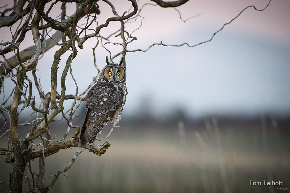 "Hunting Imminent Longeared Owl" by Tom Talbott Redbubble