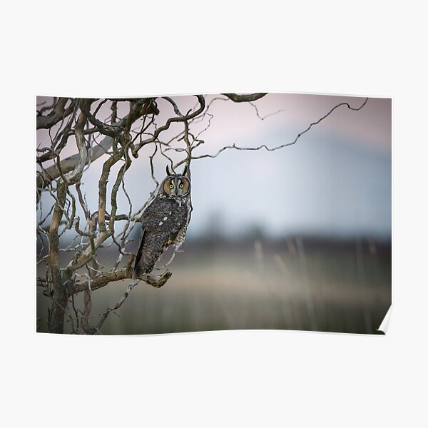 Hunting Imminent -- Long-eared Owl Poster
