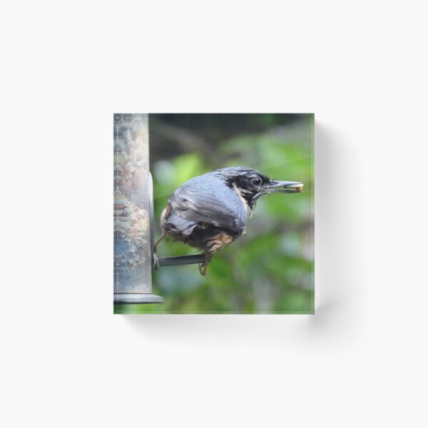 Item preview, nuthatch designed and sold by KathleenDawson.