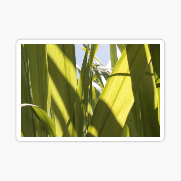 Green leaves Sticker