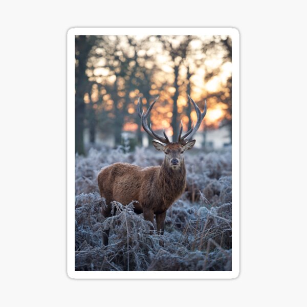 Christmas Stag 1 Sticker