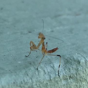 Artwork thumbnail, Preying Mantis  by Rixoppida
