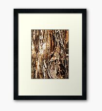 Paper Bark Tree Framed Print