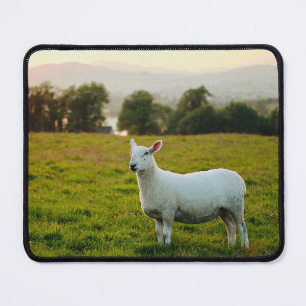 Item preview, Heather the Pet Sheep at Sunset designed and sold by thegreendogs.