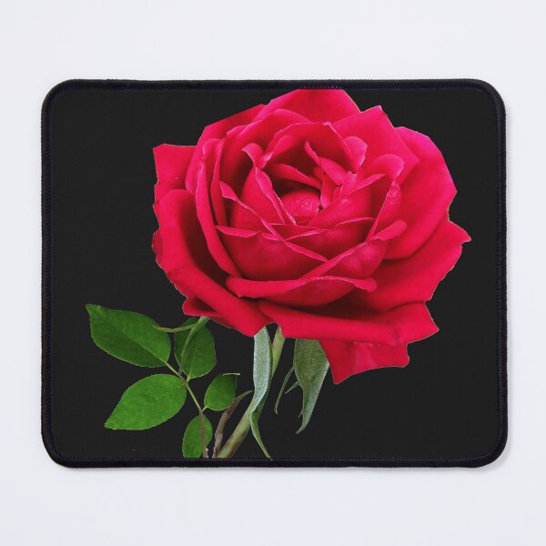 Item preview, Single Velvety Silky Smooth Bright Red Rose  designed and sold by simpleones.