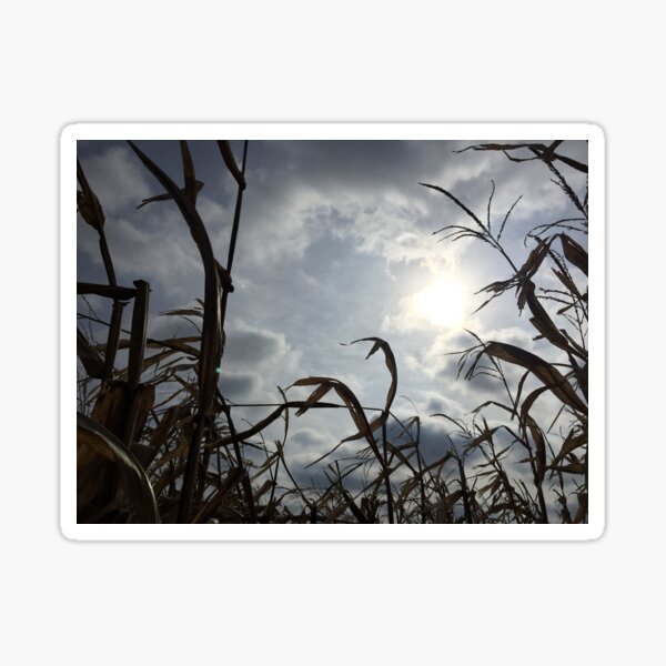 Spooky Cornfields Sticker