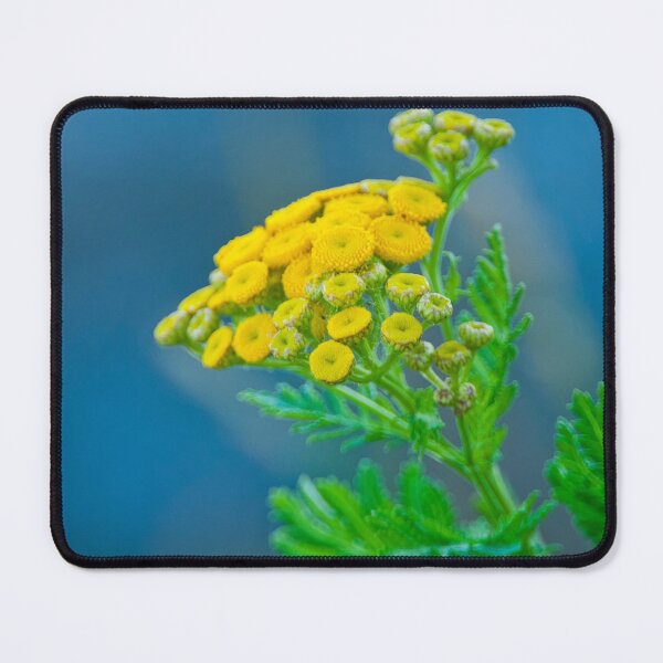 Item preview, Common Tansy designed and sold by Michael Cummings.