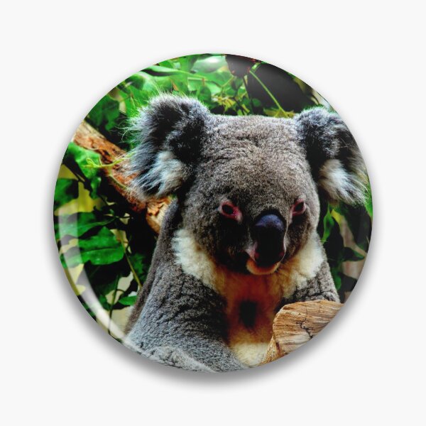 Item preview, koala photo with high resolution quality designed and sold by Allyouneed-2.