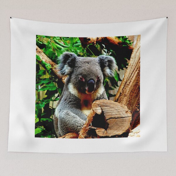 Item preview, koala photo with high resolution quality designed and sold by Allyouneed-2.