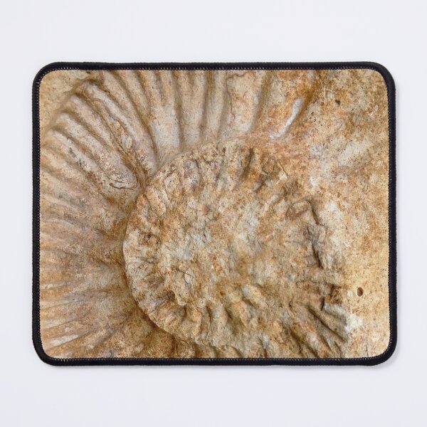 Item preview, Fossil designed and sold by angel1.