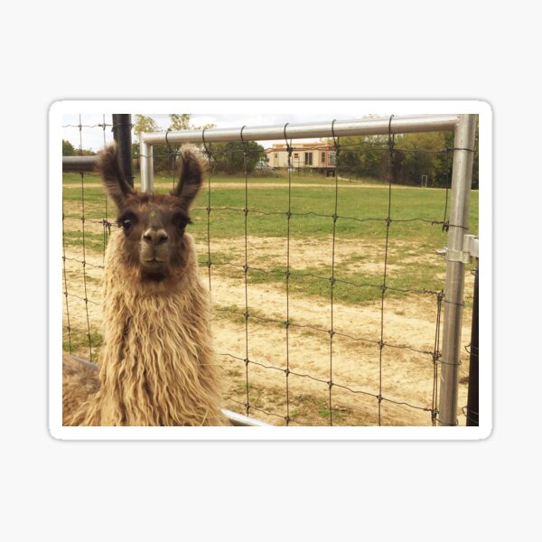 Surprised Alpaca Sticker