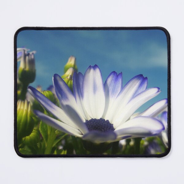 Item preview, Osteospermum designed and sold by angel1.