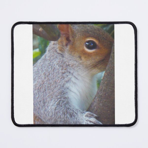 Item preview, Grey Squirrel designed and sold by angel1.