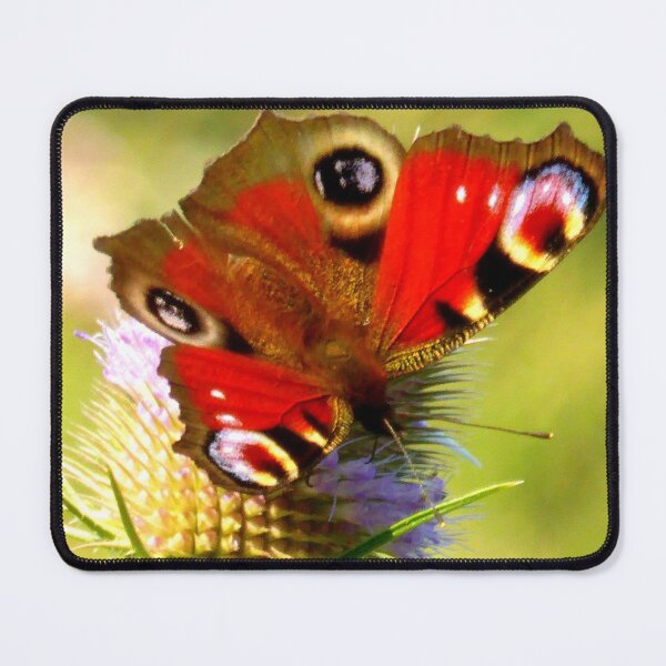 Item preview, Peacock butterfly on common teasle designed and sold by angel1.