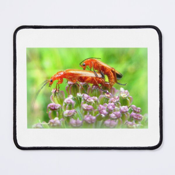 Item preview, Common red soldier beetle designed and sold by angel1.