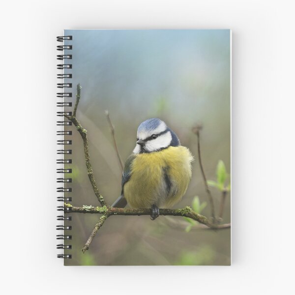 Item preview, Little Blue Tit & First Signs of Spring designed and sold by MoragBates.