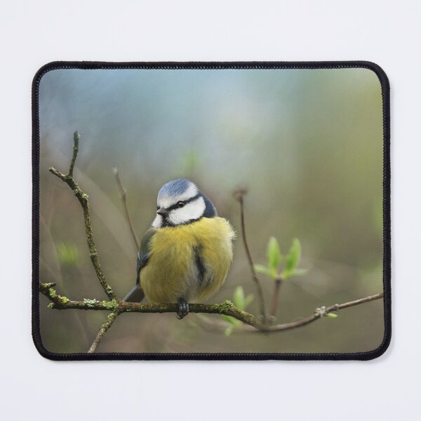 Item preview, Little Blue Tit & First Signs of Spring designed and sold by MoragBates.