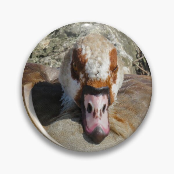 Item preview, Close up of an Egyptian Goose designed and sold by Ann Biddlecombe.