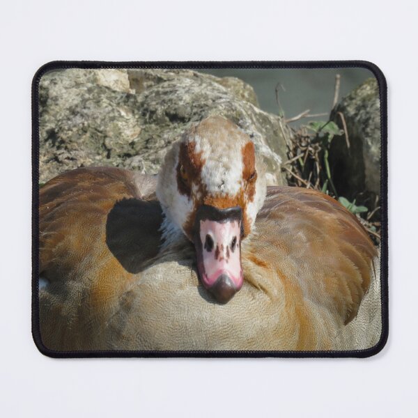 Item preview, Close up of an Egyptian Goose designed and sold by Ann Biddlecombe.