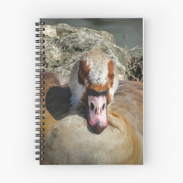 Item preview, Close up of an Egyptian Goose designed and sold by Ann Biddlecombe.