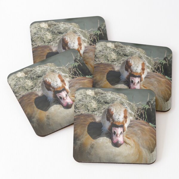 Item preview, Close up of an Egyptian Goose designed and sold by Ann Biddlecombe.