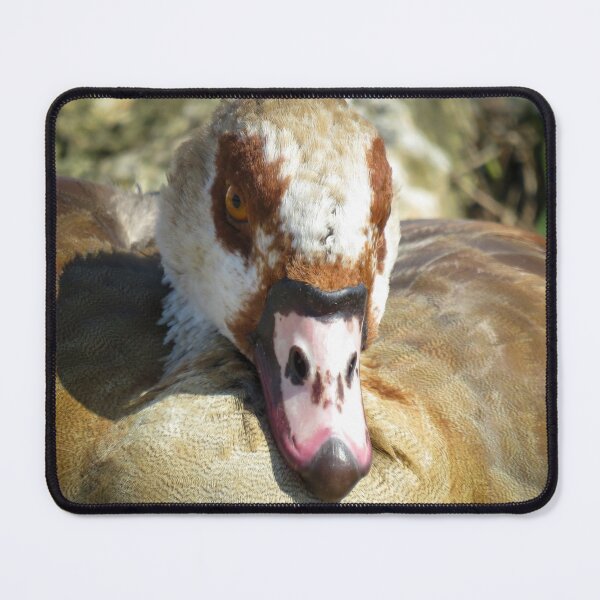 Item preview, The face of an Egyptian Goose designed and sold by Ann Biddlecombe.