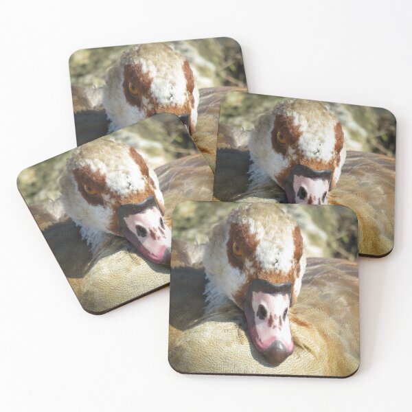 Item preview, The face of an Egyptian Goose designed and sold by Ann Biddlecombe.