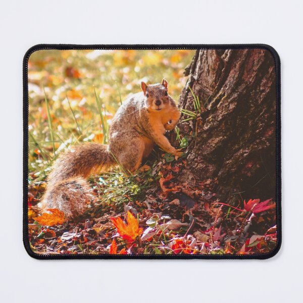 Artikelvorschau, Eichhörnchen klettert im Herbst auf einen Baum entworfen und verkauft von Michael Deemer.
