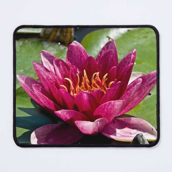 Item preview, Red Waterlily designed and sold by Michael Cummings.