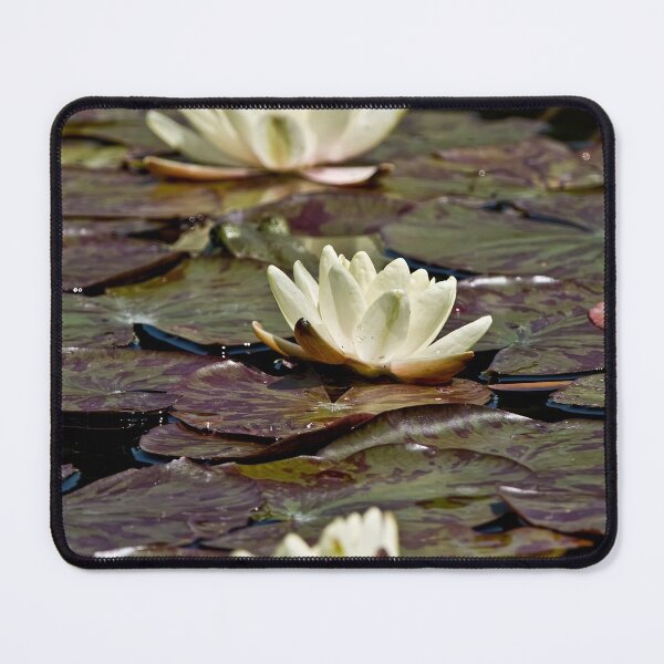 Item preview, White Waterlilies designed and sold by Michael Cummings.