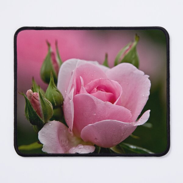 Item preview, Pink Rose designed and sold by Michael Cummings.
