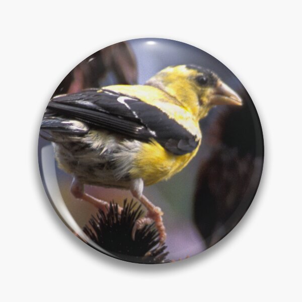 Item preview, Goldfinch on My Echinacea  designed and sold by Bill Spengler's Photographic Thoughts.