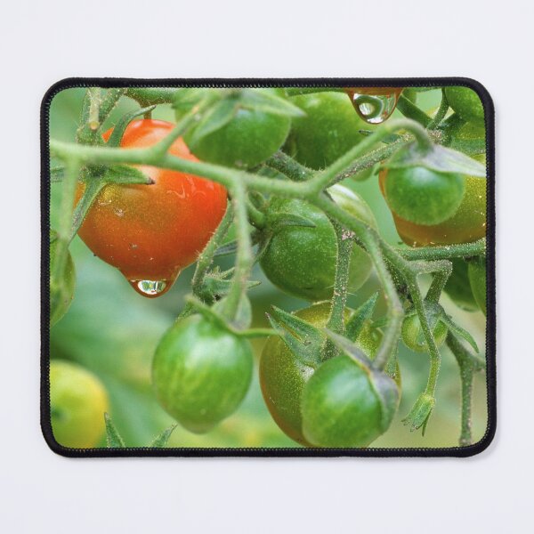 Item preview, Cherry Tomatoes designed and sold by Bill Spengler's Photographic Thoughts.