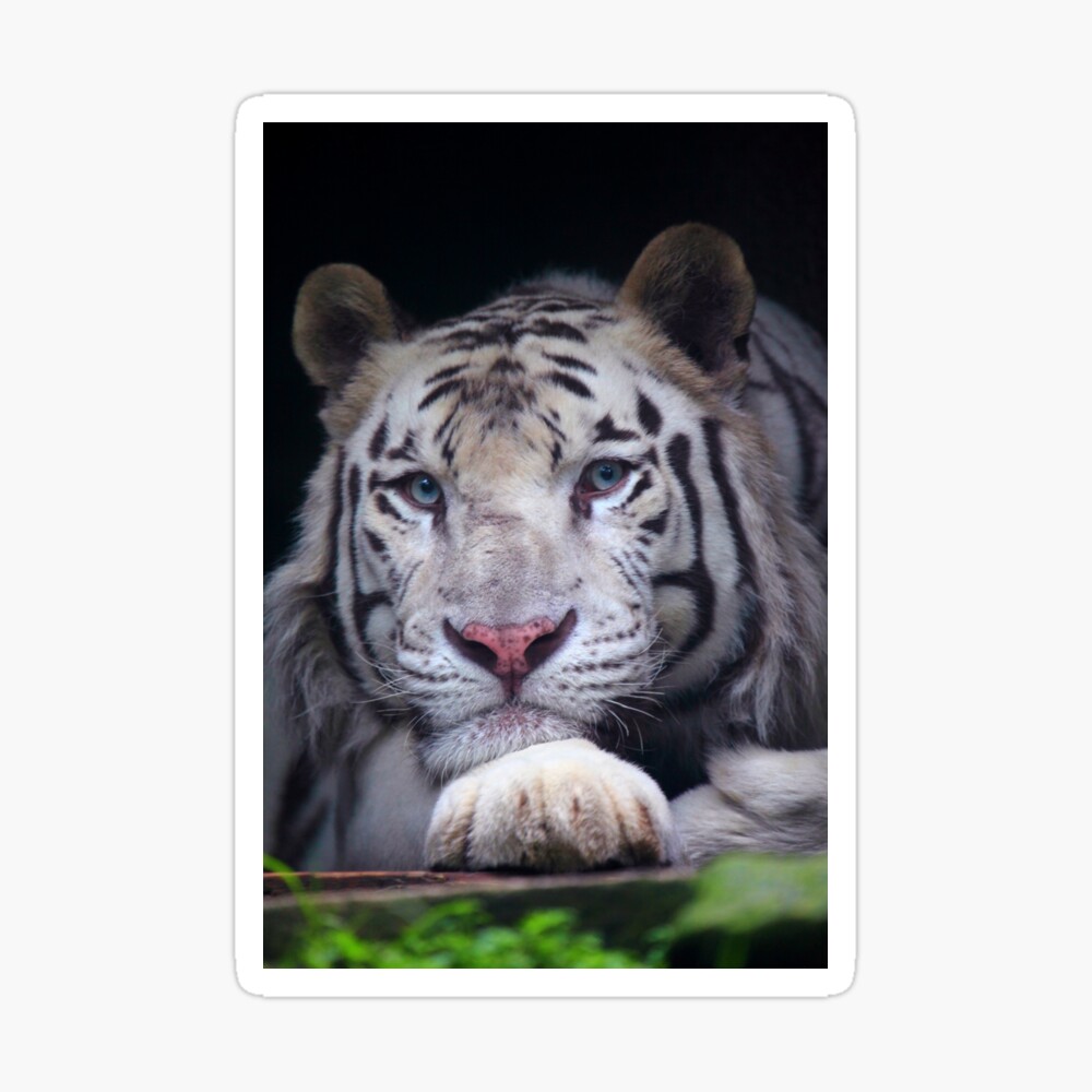 Image Of A White Bengal Tiger Cap for Sale by uncleteds