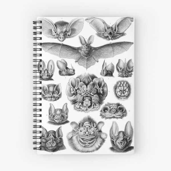 Item preview, Haeckel Chiroptera  designed and sold by Go Logo Designs.