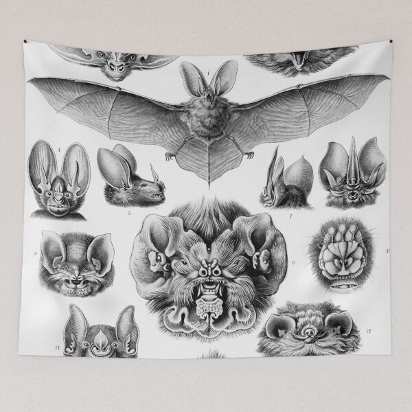 Item preview, Haeckel Chiroptera  designed and sold by Go Logo Designs.