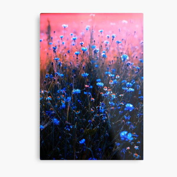 A beautiful Sunset From A Garden Lake Metal Print