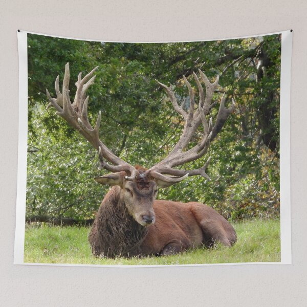 Item preview, A Magnificent Red Stag designed and sold by Karen Thomson.