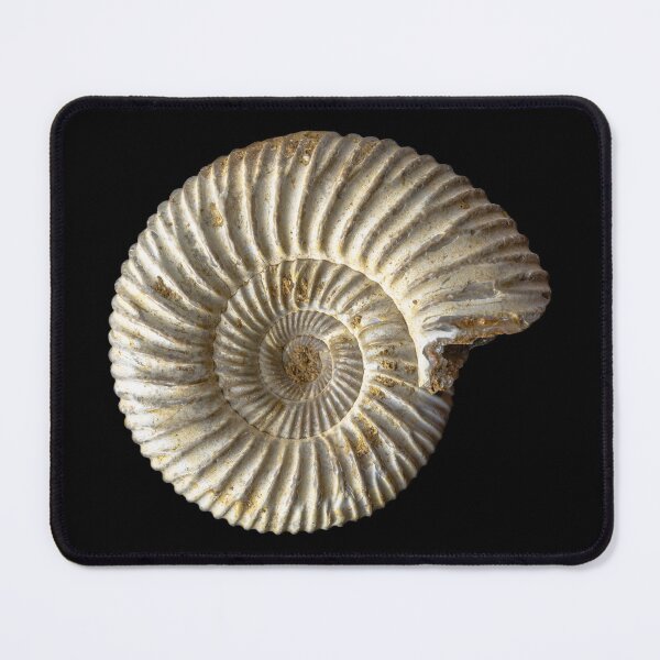 Item preview, Ammonite shell fossil designed and sold by MarisG.