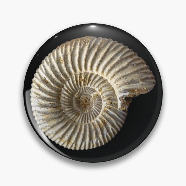 Item preview, Ammonite shell fossil designed and sold by MarisG.