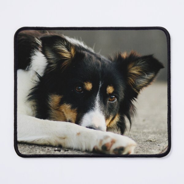 Item preview, Susan the Border Collie designed and sold by thegreendogs.