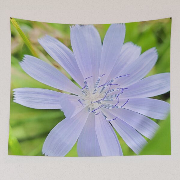Item preview, chicory flower designed and sold by Bethan Rose Studio.