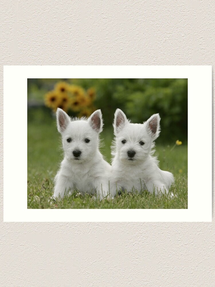 West Highland Terrier Westie Puppies