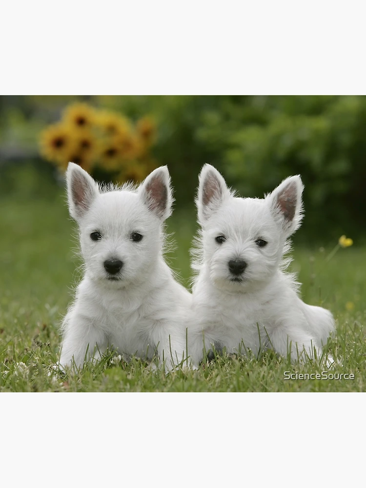 West Highland White Terrier Puppies Wallpaper - View #3