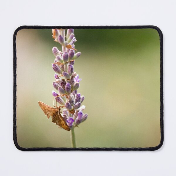 Item preview, Butterfly gathering lavender flowers with a small beetle designed and sold by BVNaturePhotos.