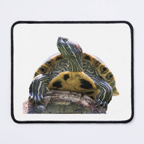 Item preview, 3rd Chilling Happy Rock Single Regular Turtles Turtles Stickers Bundle. Turtles Lover Essential Package. Cute, Adorable, and Funny Turtles. - Essential designed and sold by AnimalStickers-.