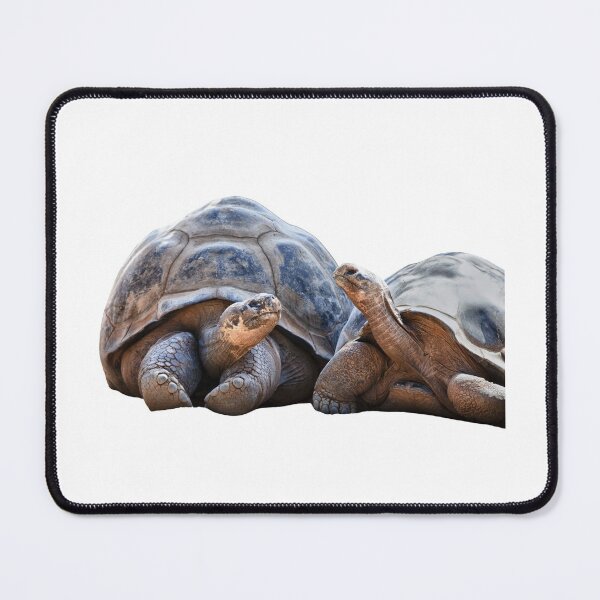 Item preview, 3rd Couple Happy Chillin Cute Giant Single Regular Turtles Turtles Stickers Bundle. Turtles Lover Essential Package. Cute, Adorable, and Funny Turtles. - Essential designed and sold by AnimalStickers-.