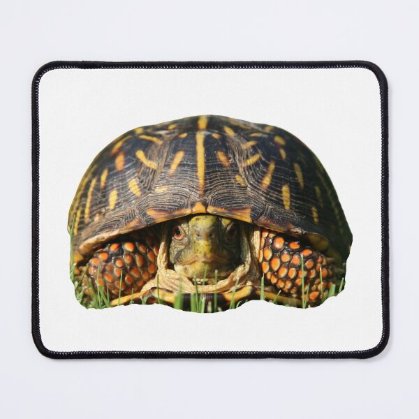 Item preview, 1st Hidden Sad Scared Depressed Eating Single Regular Turtles Turtles Stickers Bundle. Turtles Lover Essential Package. Cute, Adorable, and Funny Turtles. - Essential designed and sold by AnimalStickers-.