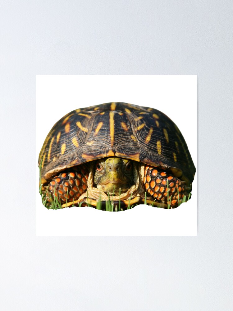"1st Hidden Sad Scared Depressed Eating Single Regular Turtles Turtles Stickers Bundle. Turtles